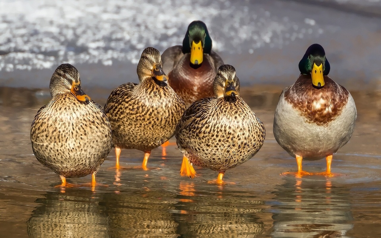 duck-1463317_1280